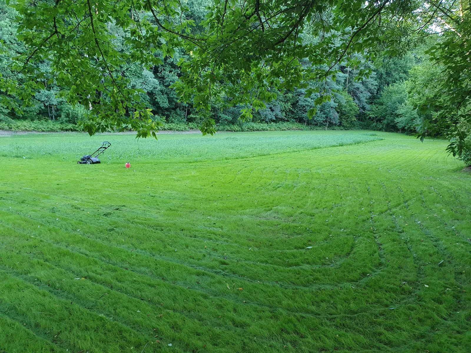 Sužaliavusi veja medžių apsuptame sklype