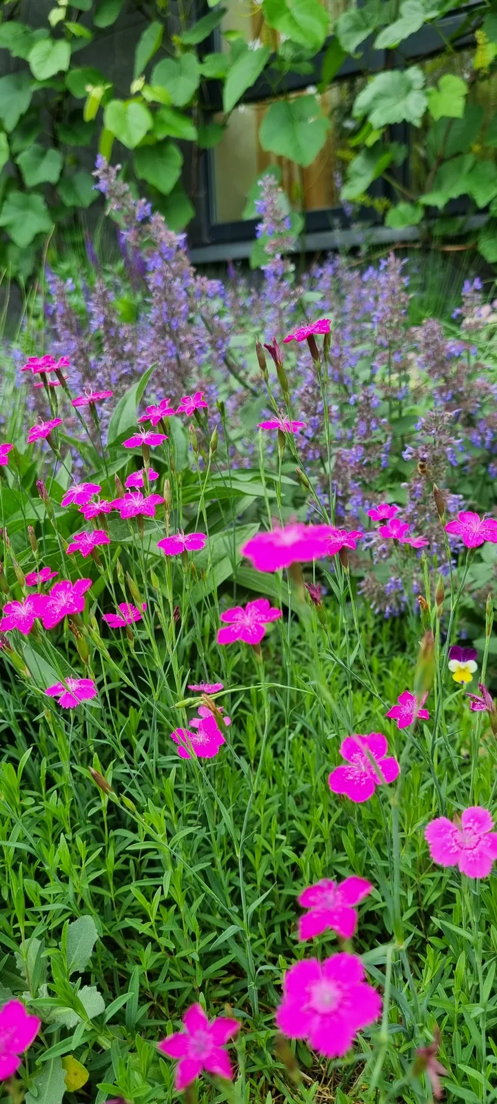 Rožinių ir violetinių žiedų detalė „Jomanto parko“ želdyne