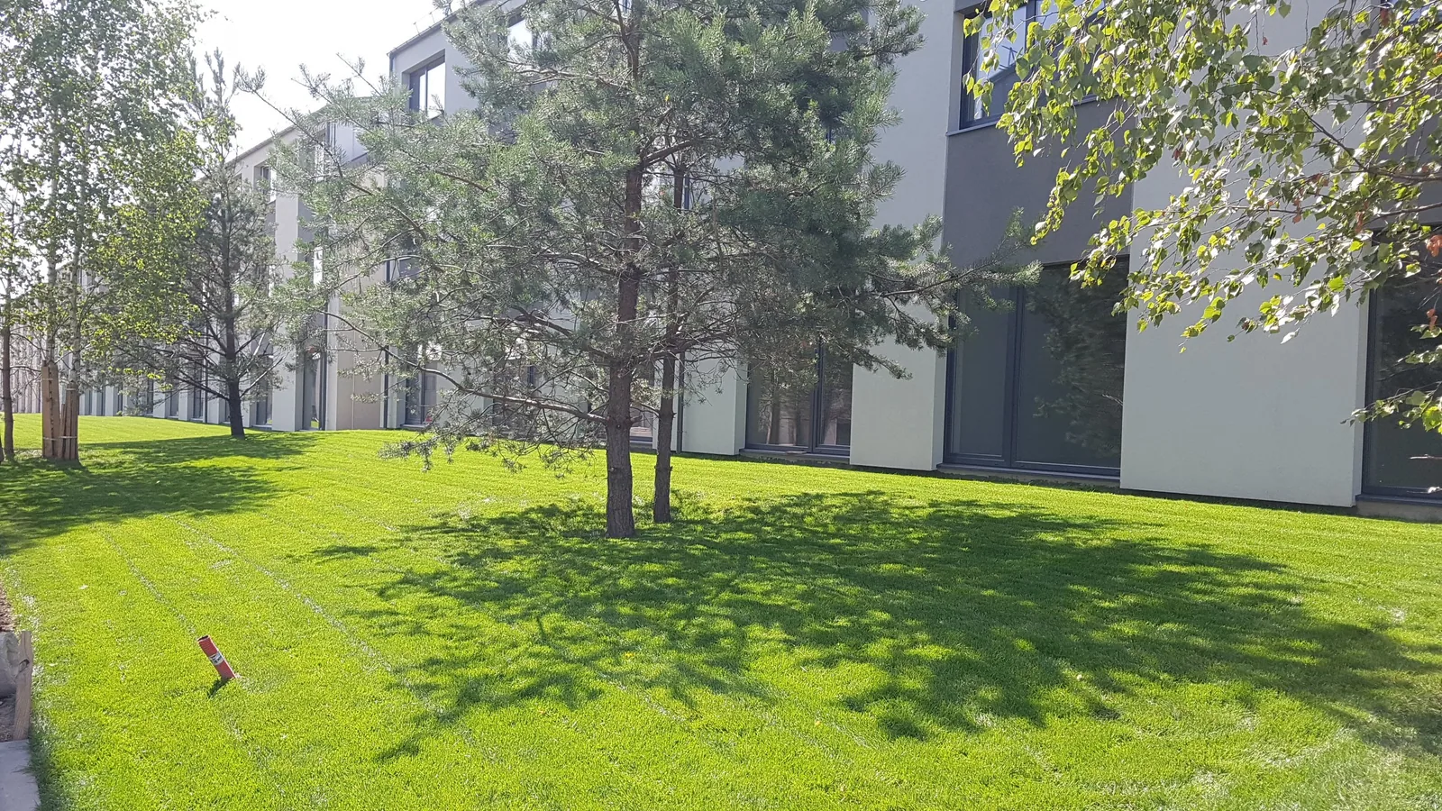 Žalia veja tarp medžių ir gyvenamųjų pastatų