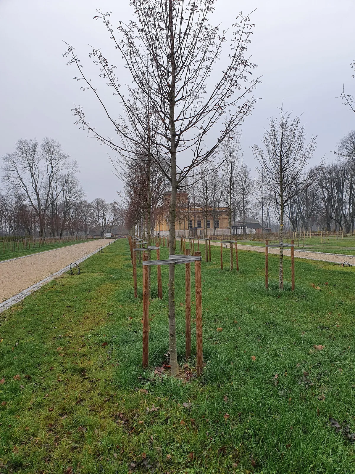 Pasodinti medžiai ir sužaliavusi veja dvaro parke